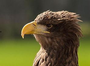 鹰鼻的明星,揭秘那些拥有独特鹰鼻的明星风采