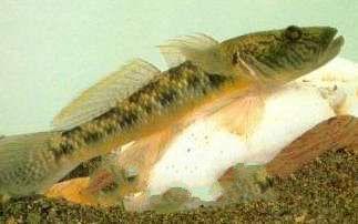 琴鱼图片,探寻琴鱼之美